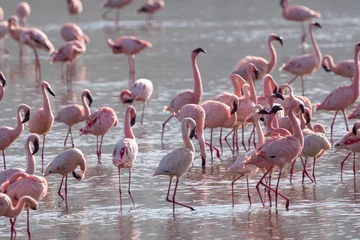 Fotobehang Pink flamingos at Lake Nakuru National Park Kenya Africa © MelissaMN