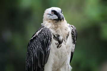 Portrait view of a Bearded vulture. Gypaetus barbatus.