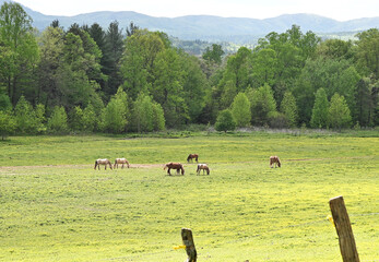 Horses and Mountains