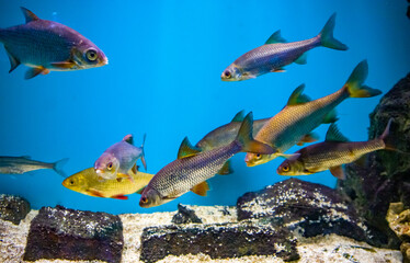 Fototapeta premium fish in aquarium