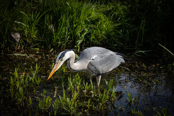 A gray heron in a canal
