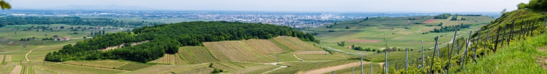 La colline du Dorfbourg et ses traces du passé : L'ancienne carrière du Florimont se fond dans la végétation boisée, CeA, Alsace, Grand Est, France - obrazy, fototapety, plakaty