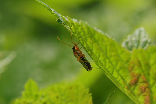 Miris striatus