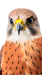 an American Kestrel, Portrait, tiny raptor, a bird of prey, piercing eyes, classic falconry, aerial hunter Nature-themed, photorealistic illustrations in a PNG, cutout, and isolated. Generative AI