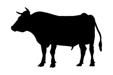 Bull silhouette isolated on white background. vector illustration