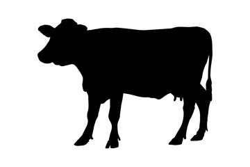 Cow silhouette isolated on white background. vector illustration