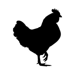 Hen silhouette isolated on white background
