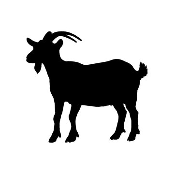 Goat Silhouette isolated on white background. Vector illustration