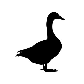 Goose silhouette isolated on white background