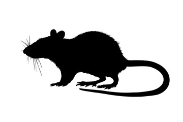 Rat silhouette isolated on white background. Vector illustration