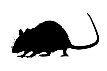 Rat silhouette isolated on white background. Vector illustration - obrazy, fototapety, plakaty