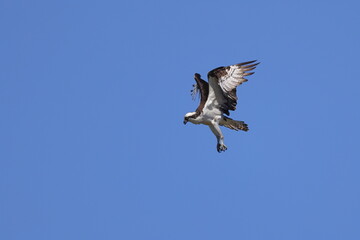 Soaring osprey against a blue sky. 