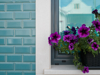 detail of petunias blooming in a pot on a window sill. rectangular blue tiled wall. purple flowers.