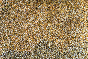 Close photo up of malt grains