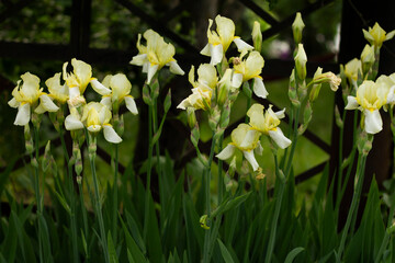 Obraz premium irises in the garden, flowers in the garden, flowers close-up