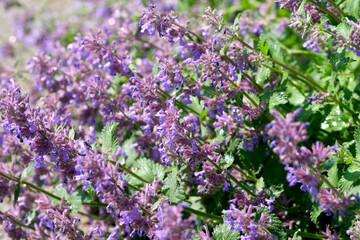 Blooming sage on a bright sunny summer day