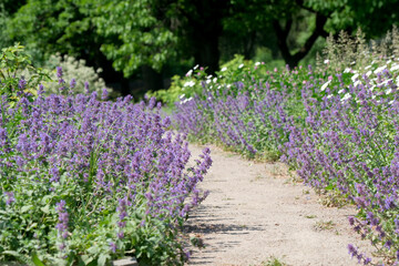 Obraz premium Blooming sage on a bright sunny summer day