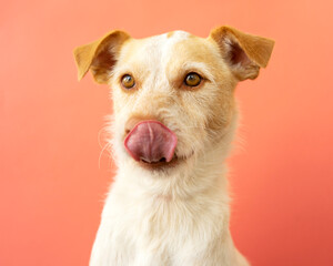 Portrait of a podenco breed dog on a red background. Dog with its mouth open and sticking out its tongue	