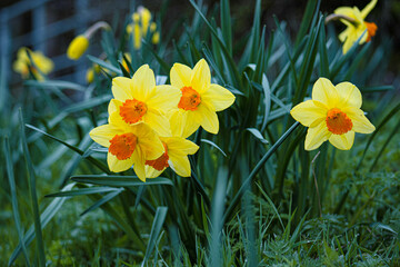 daffodils in spring © Jack