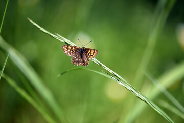 beautiful butterfly sits on a green leaf, close-up. small butterfly with beautiful scaly wings sitting on green grass. insect in nature, habitat. blurred natural background. spring meadow, macro photo