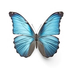 beautiful wings of a blue butterfly isolated on a white background