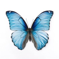 beautiful wings of a blue butterfly isolated on a white background