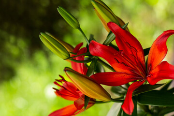 red lilies in the garden, lily flowers on a natural background
