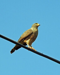 Hawk on a wire