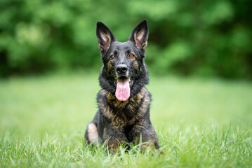 Beautiful sable german shepherd portrait with open mouth and tongue out, outdoor, green blurred background, green spring grass
