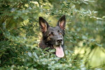 Beautiful sable german shepherd portrait with open mouth and tongue out, outdoor, green blurred...
