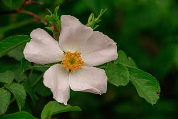 rosehip green  leaves  Beautiful flower Green plant  top view. Nature spring concept Dog rose fruits (Rosa canina). Wild sunset warm sun light copy space  Natural Abstract Sunny background.