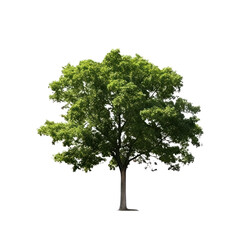 Tree isolated on transparent background, green foliage and trunk PNG, Generative AI