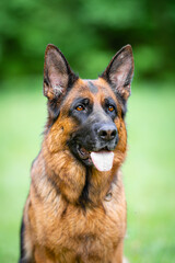 Beautiful black and tan german shepherd portrait with open mouth and tongue out, outdoor, green blurred background, green spring grass