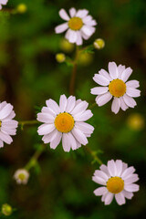 Fototapeta premium chamomile field macro white flowers background morning sun close up. Herbal medicine. Chamaemelum nobile Roman Alternative Spring Daisy. Beautiful meadow herbal infusions beverages