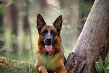 Beautiful black and tan german shepherd portrait with open mouth and tongue out, outdoor, green blurred background, green spring grass