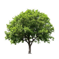 Fototapeta na wymiar Tree isolated on transparent background, green foliage and trunk PNG, Generative AI