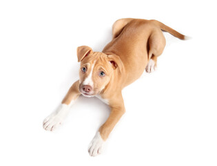 Top view of puppy lying and looking up on white background. Cute curios puppy dog with relaxed body language. 9 weeks old, female Boxer Pitbull mix breed, fawn or brown. Selective focus. Isolated.