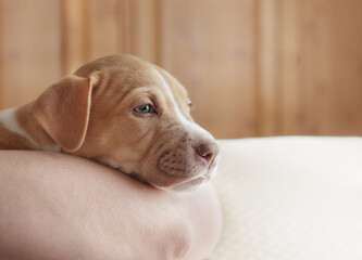 Tire puppy resting on person. Head shot of cute puppy dog with sleepy body language on pet owner arm. 9 weeks old, female Boxer mix breed worn out and exhausted napping. Selective focus. © Petra Richli