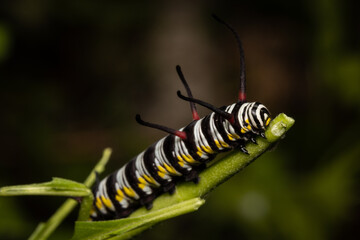 Queen Monarch Butterfly on Milkweed Plant