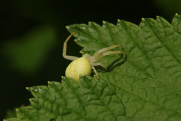Misumène (Misumena vatia)