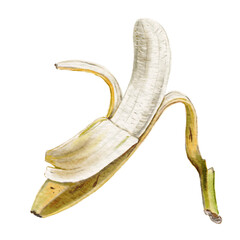 Peel of banana Watercolor illustration Banana fruit Transparent background Png