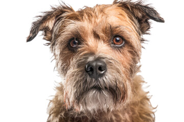 A melancholic brown dog isolated on a transparent background. Generative AI