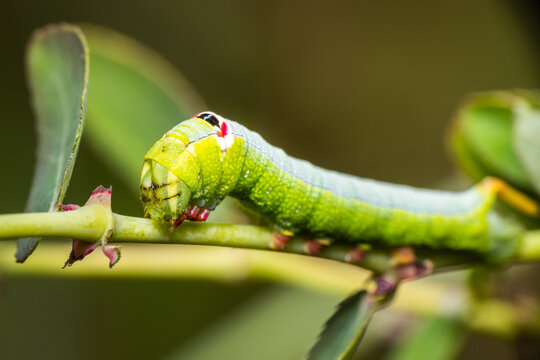 Crazy Green Hornworm Caterpillar With Pink Feet