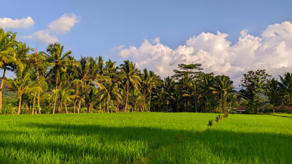 Fototapeta na wymiar panoramic view of paddy fields with trees and cloudy blue sky