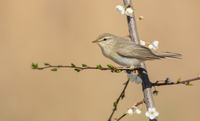 Willow warbler in early spring at a wetland 
