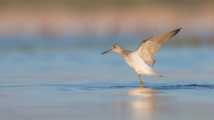 Common Greenshank feeding at a wetland in spring on a migration way