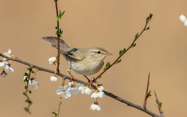 Willow warbler in early spring at a wetland 