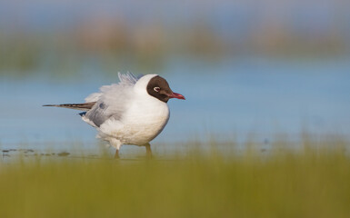Black-headed Gull - at the mating season in spring at a wetland