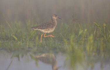 Ruff -  female feeding at the wetland on the mating season in spring