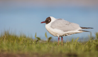 Black-headed Gull - at the mating season in spring at a wetland